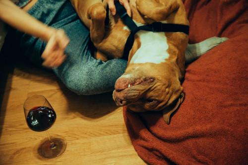 @clairbanks and I said we were gonna do a shoot with Bear my foster pup.It turned into us drinking a