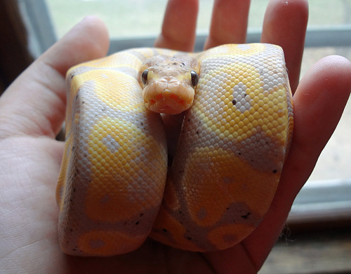 applepythons:I named the new girl Braithe, which is a Welsh name meaning ‘freckled.’