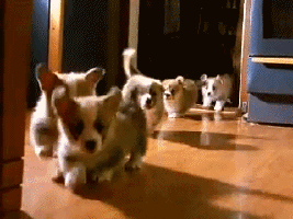 big-puppy:  wow 