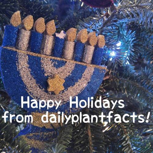 Merry Christmas and Happy Hanukkah from dailyplantfacts! Thank you to my followers for another fanta