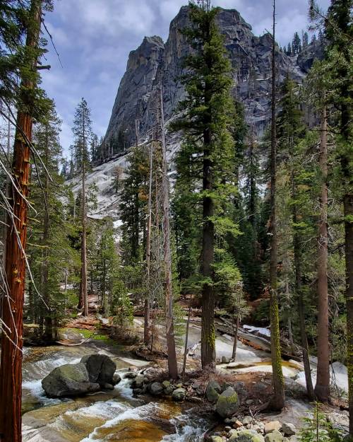 earthporn:Walk through the forest, Sequoia