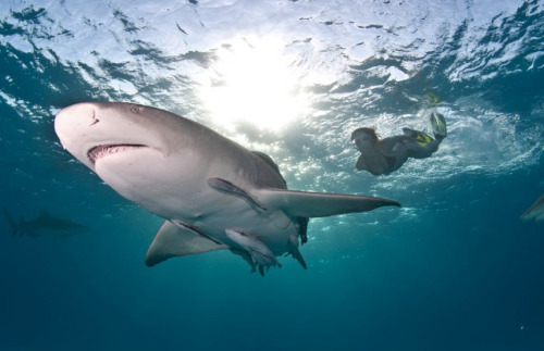 awkwardsituationist:  lesley rochat, who runs afrioceans conservation alliance in south africa, is photographed by mark ellis swimming in the bahamas with tiger sharks, considered one of the most dangerous species in the world, to help change this public