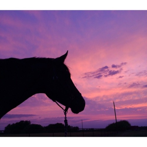 dreamsofdressage:He is the ending to every perfect day Rue Boo