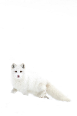 wonderous-world:  Little White Knight by