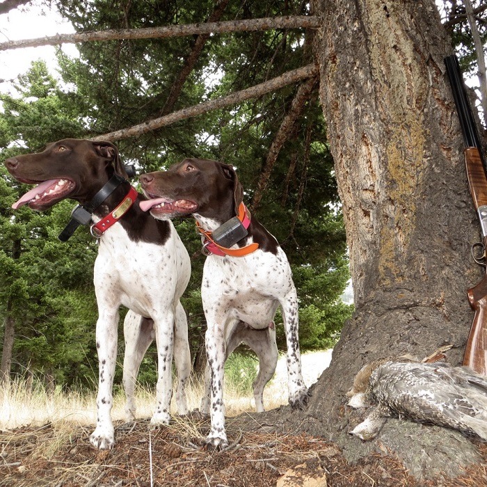 Hunting dog breeds