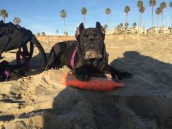 This little piglet got some beach time in