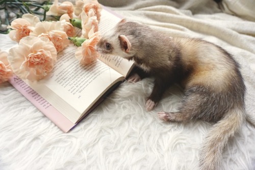 the-book-ferret: Spring 2018