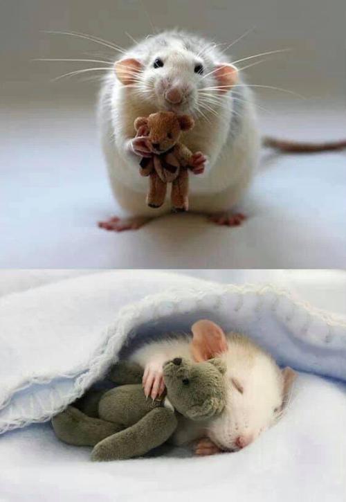 cuteness–overload:There is a lovely woman who makes teddy bears for mice and rats. Submit your