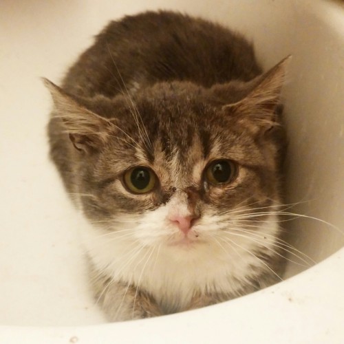 Kitten in a sink.