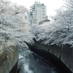 yuikki:  Sakura,Kanda River(桜，神田川)