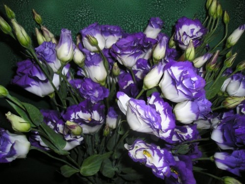 Top 10 Most Beautiful and Expensive Flowers in the World Lisianthus - also known as Eustoma grandifl