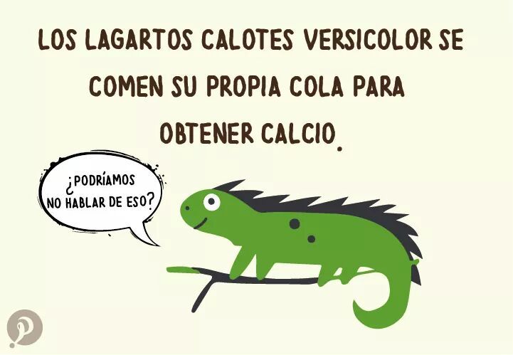 finofilipino: Nunca te acostarás sin saber una cosa más. Lo 100to por la traduxión