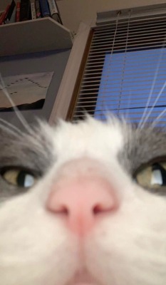 karleyblr:Much anticipated Oliver update.