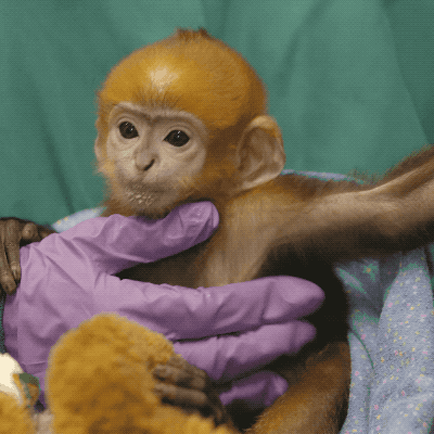 Meet Chi, A 7-week-old Francois Langur At The San Diego Zoo. Animal Care Staff Are Getting Some Unique