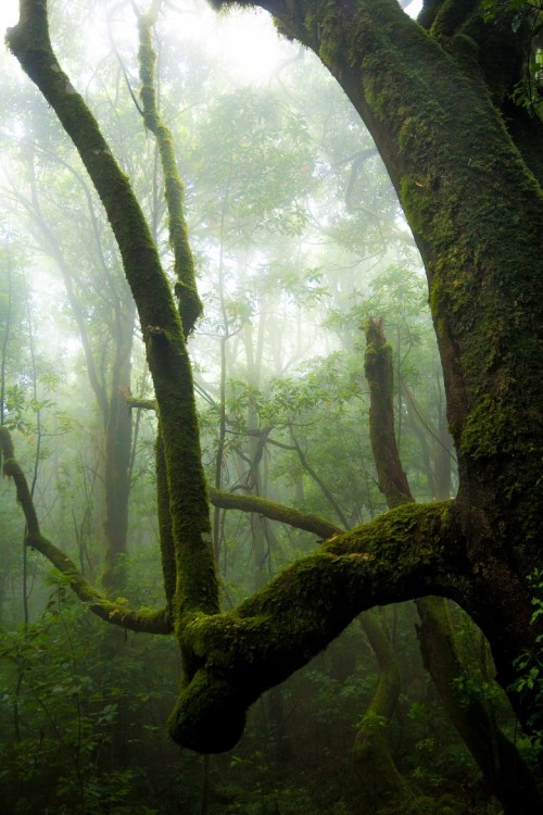 woodendreams:  La Gomera, Spain by Loris adult photos