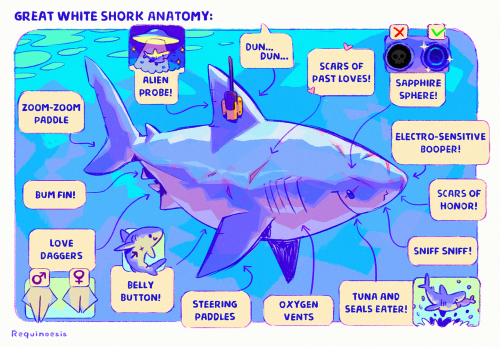 fabula-ultima: After quite a while, I finally managed to adapt these fun shark anatomy illustrations