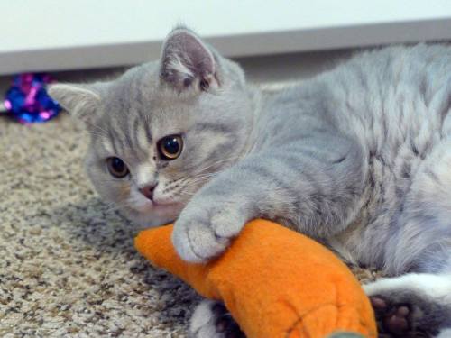 bebopbop:Gipsy Danger loves her Carrot (hint hint, it’s full of catnip)