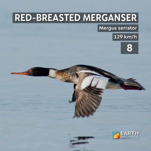 The red-breasted merganser is not only the 8th fastest bird alive, but it’s also the fastest d