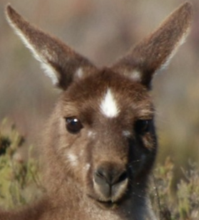 Porn platypu:western grey kangaroo unique facial photos