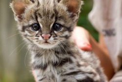 i-want-a-goddamn-pony:  This is an oncilla, it’s related to the ocelot, and it’s absolutely fucking adorable. This oncilla was born in the Sao Paulo Zoo and it’s name is Poli. 