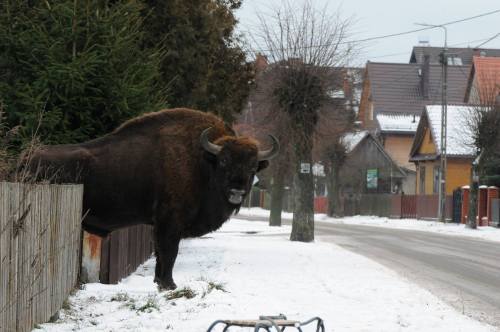 tadeuszkosciuszkoscoffee:lamus-dworski:Wisents (European bisons) storming a Polish village ;)Images 