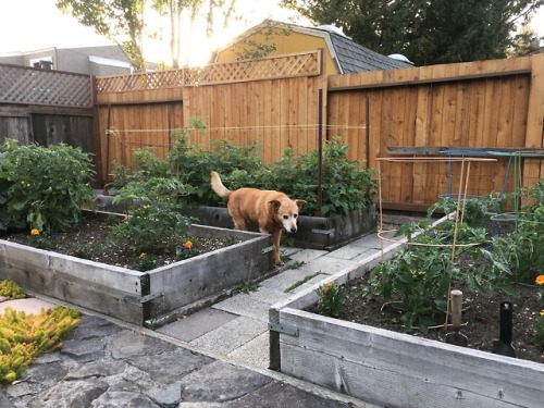 We have a few small raised beds at my parents’ house in another area of Santa Rosa (which was thankf