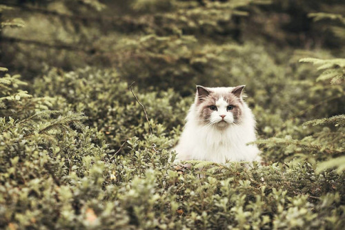 inkxlenses - Princess Aurora, the Royal Ragdoll | by aurorapurr