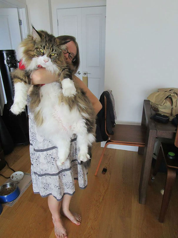 kittehkats:  My Cat Can Kick Your Dog’s Ass!   Seriously.  Amazing Maine Coon