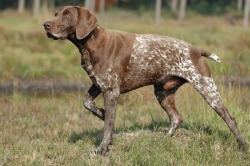 perfectdogs:  German Shorthaired pointer.