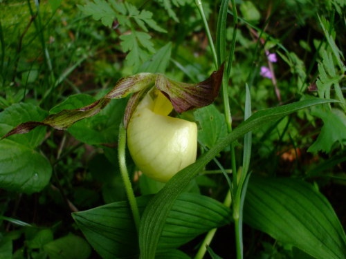 Cypripedium kentuckienseWant wildflower seeds? Ask us for a catalog!