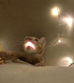 aknotwot: This cat is like the hallucinations