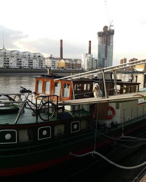 Boat dog#thames #river #riverboat #battersea #london #riverdog #dogsofinsta #dog #guarddog #chelse