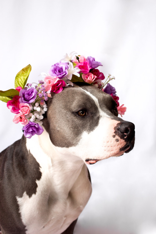 paws-on-contact: Ethereal flower goddesses.