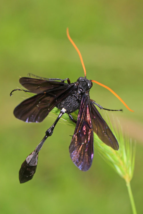 onenicebugperday:Ichneumon wasp, Thyreodon atricolor, Ophioninae. Found in the eastern United States