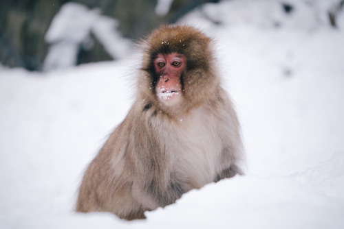 takashiyasui:Snow monkey adult photos
