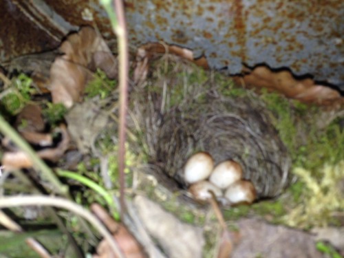 14thapril, the milk churn and the eggs inside, they’ve been busy laying more!