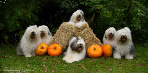 coffee-tea-and-sympathy: The everyday adventures of a couple of shaggy old English sheepdogsby Cees 