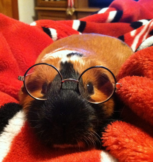 guineapiggies:  stodola 	  	 				 					 						 					 				 			      	  	 		 			- Sharpie acting smart