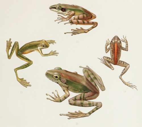 smithsonianlibraries:  Illustrations of frogs