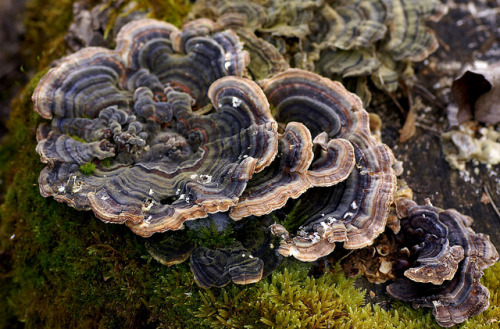Baumpilz / bracket fungus by HEN-Magonza on Flickr.