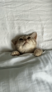 tumblr photo prettycocokitty 1