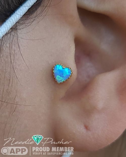 I had the pleasure of upgrading this tragus piercing to an 18k yellow gold Opal Heart from @anatomet