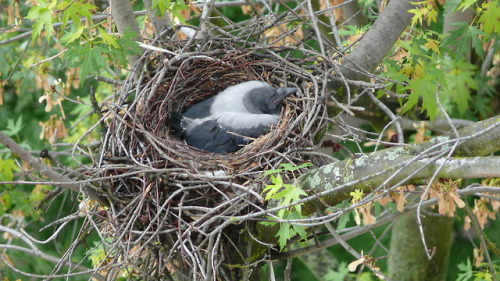 Серая ворона (Corvus cornix).часть 2