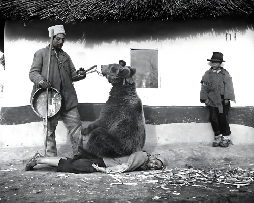 Traitement du dos par un ours, Roumanie, 1946.