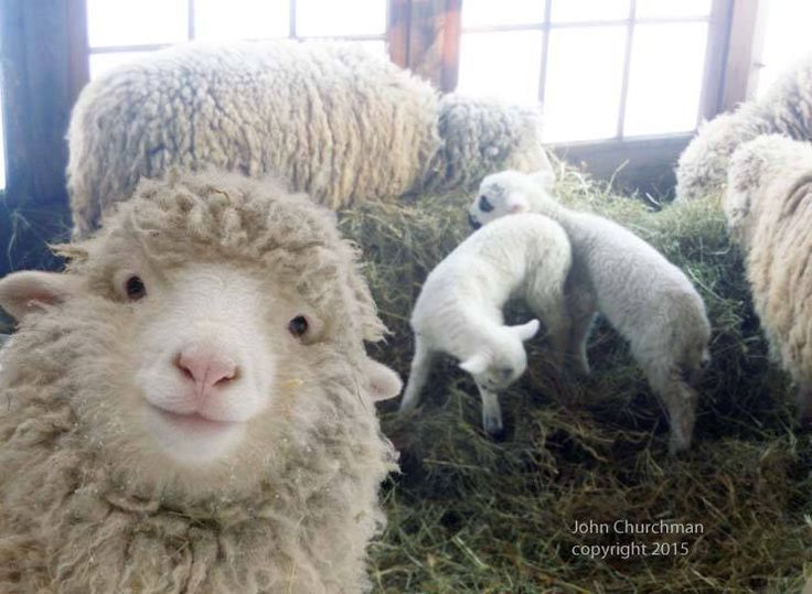toastyhat:  roachpatrol:  juanzerker:  chubcakes:  What a good sheep selfie.  Hangin