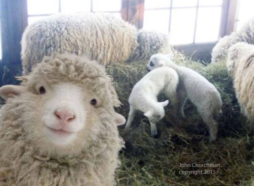 chubcakes:What a good sheep selfie. porn pictures