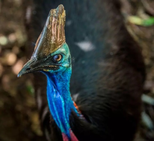 Cassowary Appreciation Post