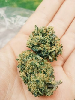 darksideoftheshroom:  today’s headstash is a whole lotta Mendocino organic outdoor Gorilla Glue #4 🐒👍