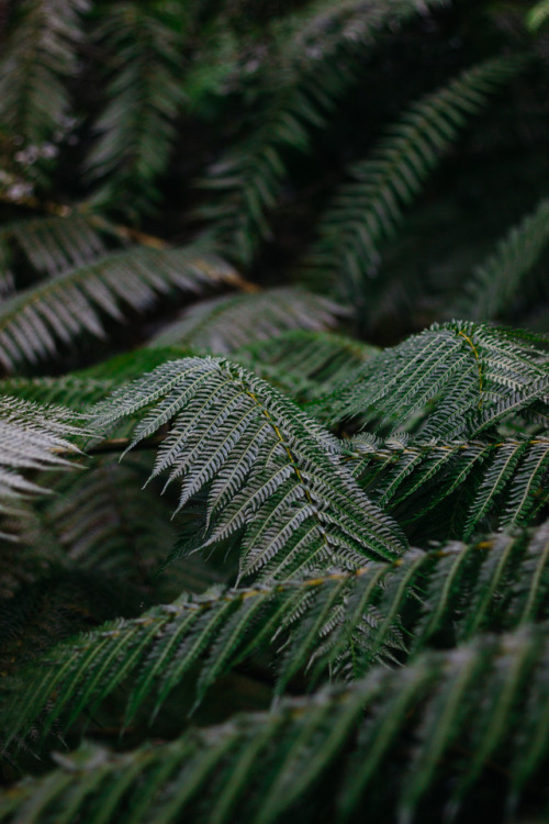 jonnynichayes: Fern vibes.