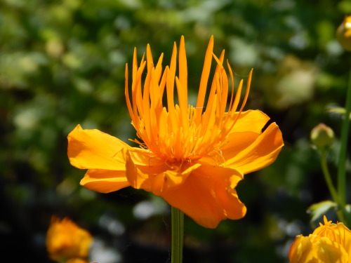 Trollius x cultorum ‘Orange Queen’, tarhakullero